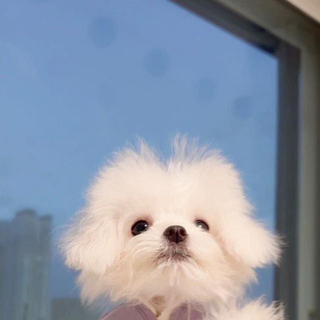 호뿌까 ʕ·ᴥ·ʔ ♥ ᙏ̤̫ on Instagram: "어어ㅓ어어~!!!! 슨생님들 쓰앵님들 쟘깐 멈춰서 이것좀 보시랑게요 !!!!!

#협찬 #제품제공 @harnarr.official 
아따 여 하르나르 요거 참 물건이지라잉~???
왐마 내 몸에 착 붙은 거 참말로 우째 만드러쓰까잉 - (°͈̅​ ᢐ °͈̅) 

어뗘유, 나 폼 좀 나능가?????

이거 목도 편하고 주인놈이 왠일로 내 맘에 쏙 드는 걸 가즈와부렀당께요 💕
폭신폭신 입고 자도 되긋서~~!!!!!

우리 쪼꼬미 칭구드라 내는 맞지도 않는 하네스 맨날 할랑게 답답혀서
산책 거부하고 그랬는디ㅣ~ 늬들은 그런 거 하지 마ㄹr~ 
왜 이 좋은 거 냅두고 맞지도 않는 걸 써 !! 🥲🥲

우리 같이 하르나르 하자공 귀염딩이 칭구드라 !!!!!! 💜💜💜

#하르나르 #쪼꼬미하네스 #쪼꼬미뼈착하 네스 #쪼꼬미체험단
#초소형견하네스 #소형견하네스 #아기강아지하네스 #작은하네스 #xxs하네스 #강아지xxs"