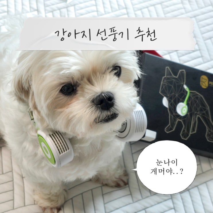 보그셀렉션 강아지 선풍기 털찐 말티즈 착용 후기