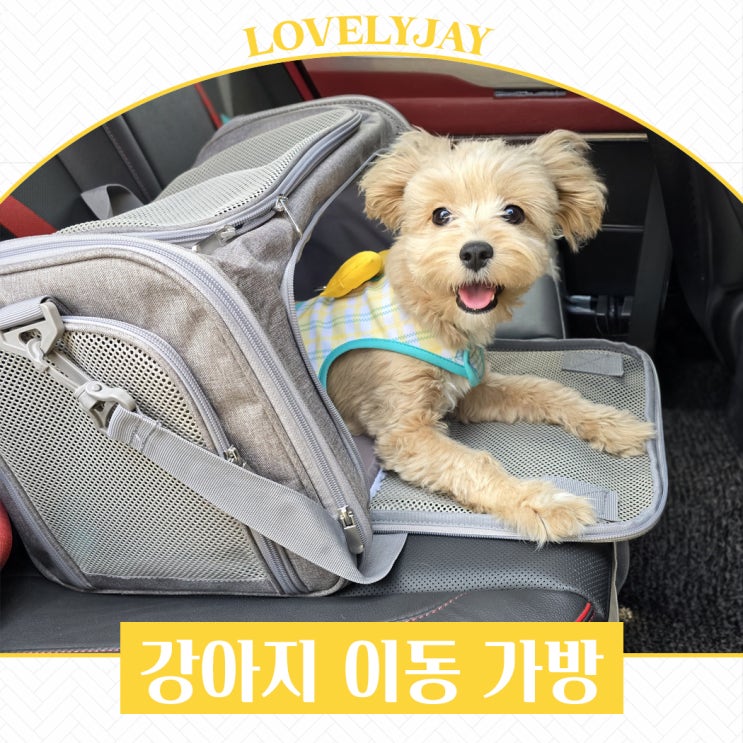 카시트부터 기내반입까지 활용도 높은 강아지이동가방