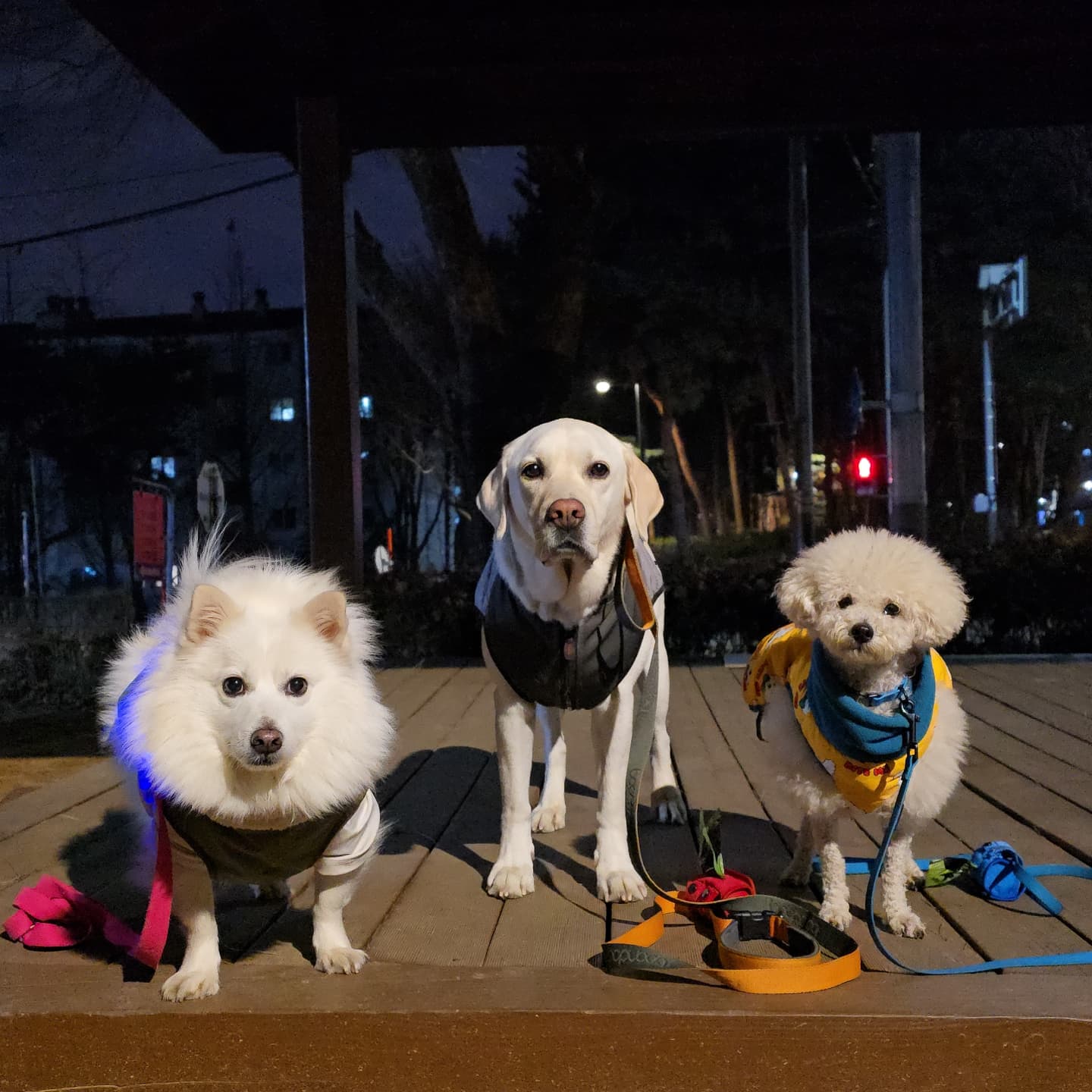 2025.1.10 호빵이 저녁 산책일지☺️

♡설이 꼬비 호빵♡

❤️

#hobbang_world #호빵월드 #송호빵💕 #어린양🐑 #복실이🐶 #저녁산책🌙
#산책일지🐾 #그룹산책🐕 #신정산둘레길 #펫핑 #양천구반려견순찰대

hi.petping