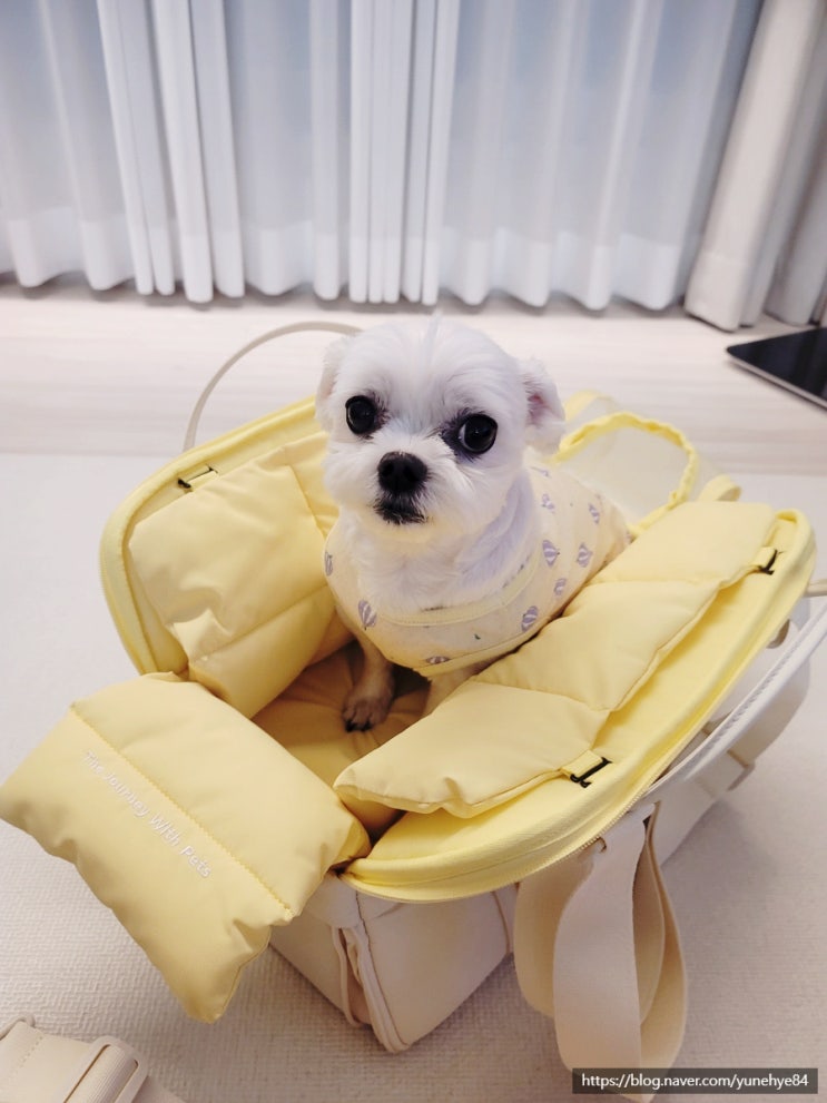 페스룸 강아지이동가방에서 둥이가 안나와요!