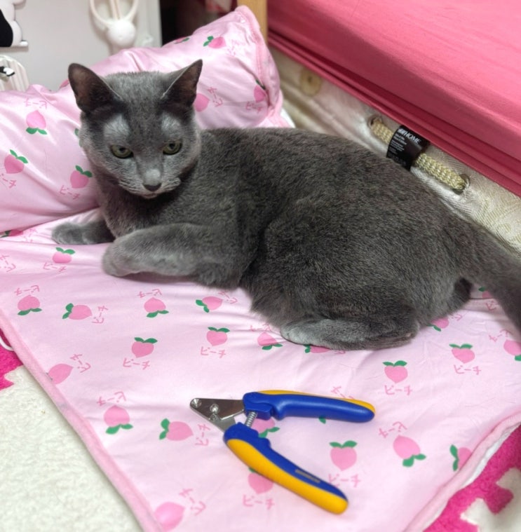 페스룸스마트 네일 클리퍼 캣츠로 고양이 발톱 깎기가 조금 쉬워졌어요