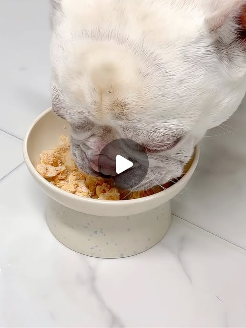 사랑쿡 | 광고마케팅 | 일상 on Instagram: "#광고

백화점 애견간식 팝업은
사실 흔하지 않잖아요 🤍

어무니땜에 설,부산 왔다갔다 지내는데
중동 롯백 갔다가

애견간식 팝업이 보여서 
괜히 발걸음이 멈췄어요.

그중에서도 유독 눈에 띄던 곳이 
멍쿠였어요 👀

이미 반려인들 사이에서는 
꽤 유명한 브랜드라

“아, 여기가 그 멍쿠구나” 하고 
자연스럽게 보게 되더라구요 🐾

가장 인상 깊었던 건
알러지 있는 강아지를 위해 
메뉴가 세트로 나뉘어 있다는 점이었어요.

✔️ 닭 알러지 세트
✔️ 오리 알러지 세트
✔️ 소 알러지 세트

아이마다 맞지 않는 단백질이 다른데
이렇게 처음부터 구분해서 선택할 수 있으니까
고민이 훨씬 줄어들더라구요 😊

그리고 개인적으로 신뢰가 갔던 포인트 하나 더,
알러지 반응이 잦은 돼지고기는 
아예 취급하지 않는 브랜드라는 점이었어요.

괜히 이것저것 다 파는 느낌이 아니라
아이들 몸부터 생각한 구성 
같아서 더 믿음이 갔어요 🤍

집에 와서 급여해봤는데
봉투 꺼낼 때부터 눈빛이 달라지고 👀✨

하나 주자마자 바로 사라지는 속도에
“아… 기호성은 확실하구나” 싶었어요 🐕💨

잘 먹는 건 기본이고,
먹고 나서도 특별한 트러블 없이
편안해 보이는 모습이라 더 만족스러웠어요.

알러지 때문에 간식 고를 때마다 
조심스러웠던 분들이라면

한 번쯤 눈여겨볼 만한 브랜드라는 
생각이 들었어요 🌿

📍 백화점 팝업 정보

혹시 직접 보고 고르고 싶으신 분들은
지금 백화점 팝업으로 만나볼 수 있어요 🏬🐾

📌 롯데백화점 청량리점
🗓 1월 26일 ~ 2월 15일

📌 롯데백화점 중동점
🗓 2월 9일 ~ 2월 15일

기간 한정 팝업이라
지나가다 보이면 한 번쯤 꼭 들러보셔도 좋
을 것 같아요 😊

아이 간식 직접 보고 고를 수 있는
기회라 더 반가웠어요 🤍

#백화점강아지간식 #멍쿠 #강아지수제간식 #강아지간식추천"