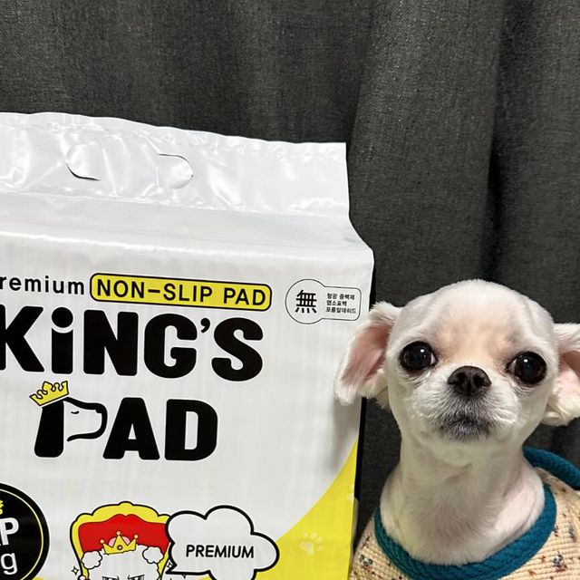 ca_kong on Instagram: "#광고
🐶킹스패드 배변패드✨

🫧 우리 댕댕이들의 필수 위생용품인 배변패드!
 흡수력 좋고 댕댕이에게 해가 되지 않는 제품을 선호하는 편인데요.

🫧 배변패드를 너무 저렴하고 얇은거 사면 흡수도 잘안되고
 쉬야를 발에 다 묻히고 돌아댕기더라고요 ㅠ.ㅠ 🐾

🌼 킹스패드 배변패드는 고함량 SAP 대비 가성비가 높은 제품이고
저렴한 배변패드 제품들과는 확실한 차이점이 있었어요.
🌼 같은 프리미엄 라인의 제품들보다도 높다는 점!

🫧 콩이가 하루 3~6번정도 쉬야하는 동안에도,
도톰한 중량과 빠른 흡수력 덕분에 발에 묻지 않고
배변패드에 대한 거부감이 전혀 없어서 좋았어요.
🫧 또한, 대형배변패드도 판매중이라,
다견이나 대형견을 키우는 분들에게도 강추드려요!

#킹스패드 #배변패드 #강아지배변패드 #배변패드추천 #대형배변패드 #강아지패드 #킹스배변패드 #애견배변패드 #강아지패드추천 #강아지"