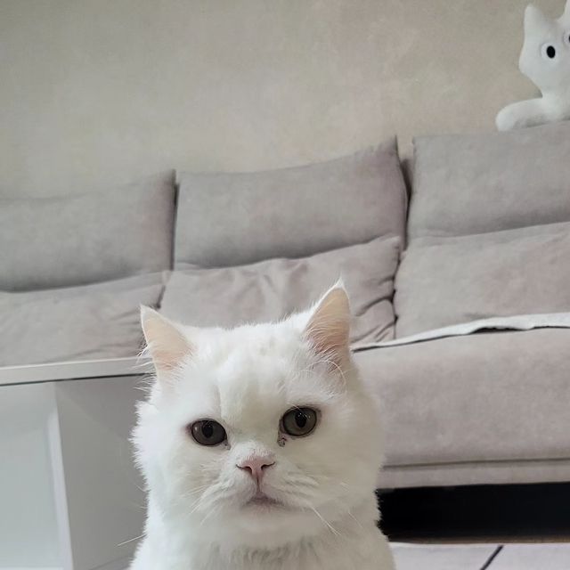 하양이자두 on Instagram: "마사지가 되는 빗이 있다해서 하양이한테 바로 사용해봤는디 털 빗어줄 때 마다 난리 치던 우리 하양이 그릉그릉 대잔치 ♡ 빗 하나에 3종류가 달려있는데 빗이 크고