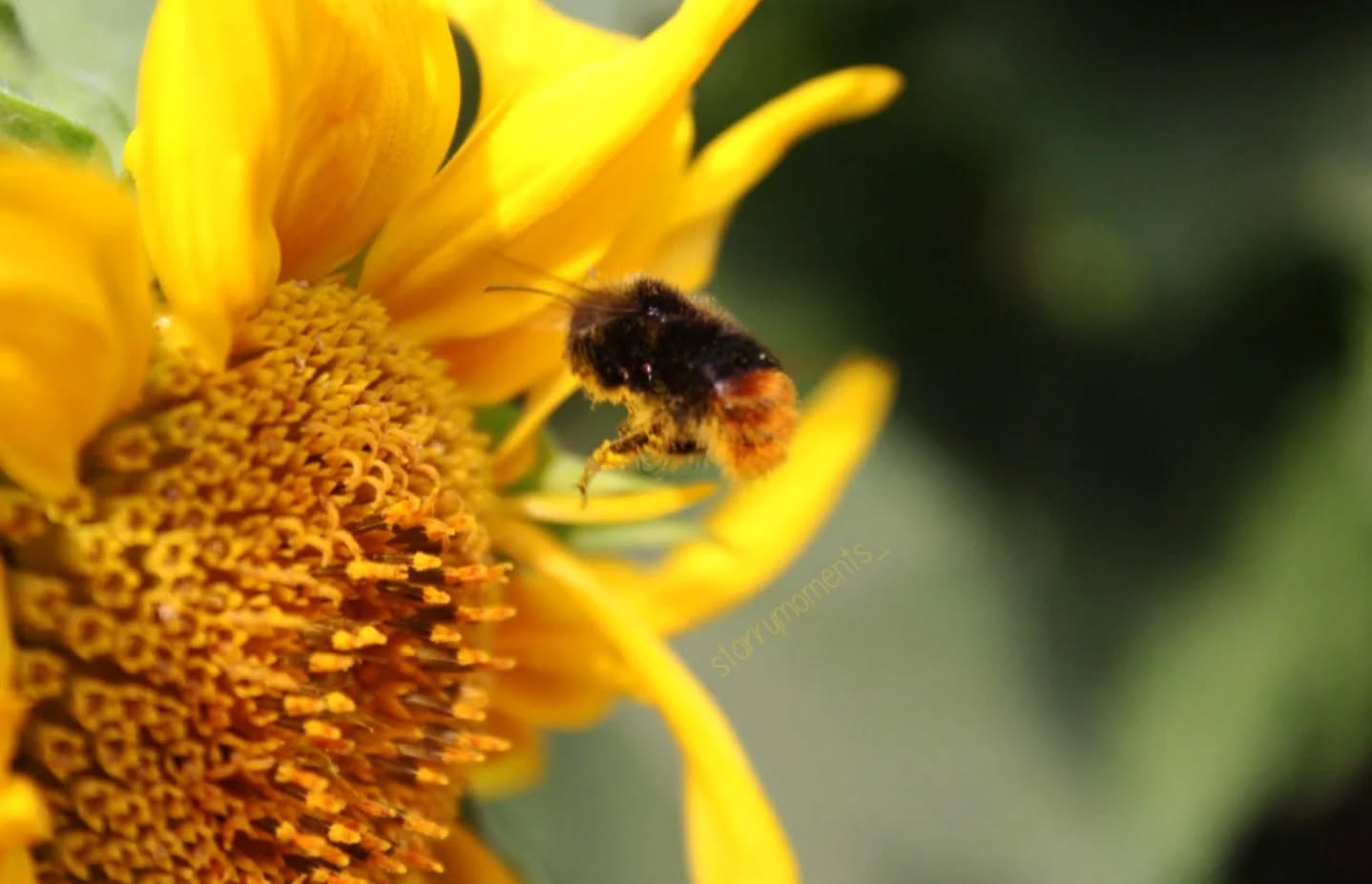 little bumblebee🐝💛

Ignore:...
#photographer #photography #photo #hobby #hobbyphotograph #fotografie #hobbyfotograf #love #liebe #myphoto #myphotography #beautiful #beautifulnature #lovely #bumblebee #bumblebees #bumblebee🐝 #bumblebees🐝 #sunflower #bumblebeesofinstagram #bumblebeephotography #sunflowerfield #sunflowerphotography #sunflowerlove #sunflowerphotoshoot #sunflowerphoto #flower #flowers #flowerphotography #flowerphoto