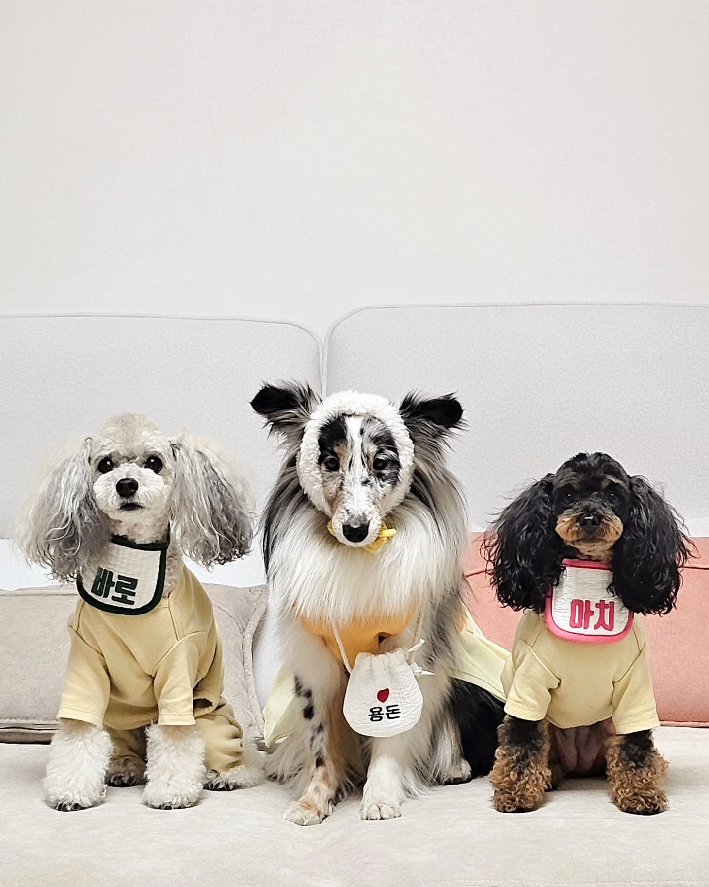 오늘은 랄라네에서 하룻밤🐶
설날연휴 중 하루는 랄라네에서 보내야 제맛이지❤
⠀
⠀
#강아지육아일기 #강아지모델_바로아치 #강아지모델 #셀티 #푸들 #삼자매 #사랑둥이들 #강아지가족 #rala_of_today