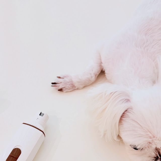 육아인플루언서 쥬떼므 on Instagram: "#광고 와. . 진작 살껄 너무 편한 강아지&고양이 꽁냥꽁냥제이 발톱 그라인더🐾 반려동물의 발톱을 쉽고 빠르게 위생적이고 안전한 상태로 만들어주는데