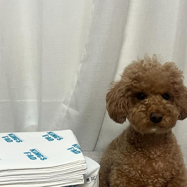 내이름은 바르🐶 on Instagram: "#광고
🐶바르가 킹스패드 프리미엄 배변패드를 체험해봤오🐶

바르는 쉬야양도 많고 발도장도 자주 찍고 나와서 흡수력이 좋은 패드가 필수야🥹🥹
바르가 추천하는 킹스패드 배변패드를 소개해줄게💛

💛 킹스패드는 SAP함유량 및 흡수력이 높아 패드를 자주 교체할 필요가 없어💗
💛 흡수력이 빨라서 바르처럼 쉬야하고 발도장 쿡 찍는 친구들에게 추천이야
💛 논슬립 필름의 방수효과로 소변양이 많아도 넘치지 않는다구
심지어 테두리 뿐만 아니라 바다견도 방수처리가 되어서 바닥이 젖지 않아서 청소할일이 없어서 너무 좋더라구
💛 바르처럼 집에서 뛰어다니면서 놀거나 격하게 노는 친구들 있니?
바르는 뛰어다니면 배변패드가 날아가서 맨날 정리하느라 힘들었는데 킹스패드는 논슬립 필름으로 바닥에 붙어있어서 바람에도 쉽게 접히지 않더라고
💛 더 높은 탈취력이 필요하다면 숯 필터가 추가된 킹스패드 프리미엄을 사용하면 좋을것 같아
💛ㅍ반려동물을 생각한 안전한 소재로 형광물질, 포름알데히드 등이 불검출되었다니 안심하고 사용할 수 있을 것 같아

킹스패드는 정말 손에 꼽을 만큼 만족한 제품이였어:)
흡수력이 정말 좋아서 패드를 자주 갈아주지 않아도 될 만큼이였다구👍🏻
경제적으로도 더 좋은것 같아서 바르는 내돈내산으로 구매 할 예정이얌💗

#킹스패드#배변패드#강아지배변패드#배변패드추천#대형배변패드#강아지패드#킹스배변패드#애견배변패드#강아지패드추천#강아지"