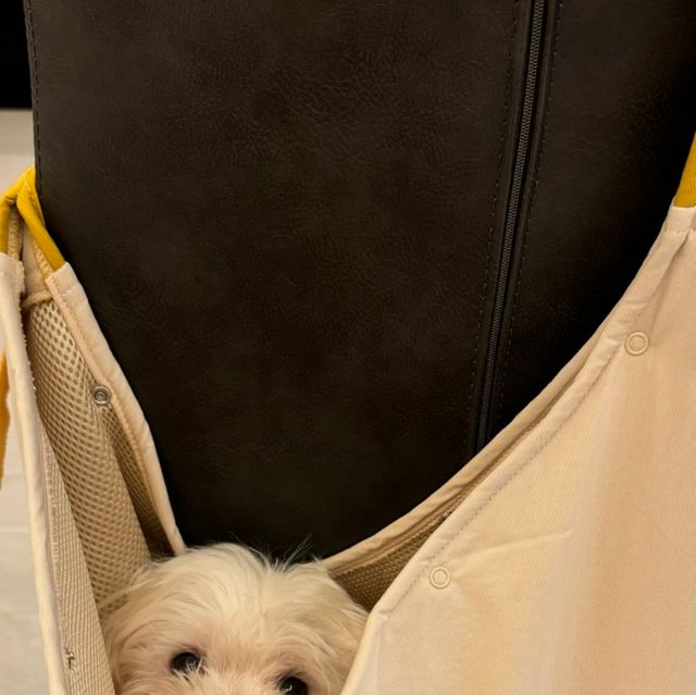동탄 피아노 | Play[the]Piano🩵 on Instagram: "🩶🐶🩶 저희 집 갱얼쥐도 포대기 있어효!!! 산책을 좋아하는 애기인데 오래 걷다보면 힘들어할때쯤.... 똭! 꺼내서 안아주면 너무 좋아해요오-! 요
