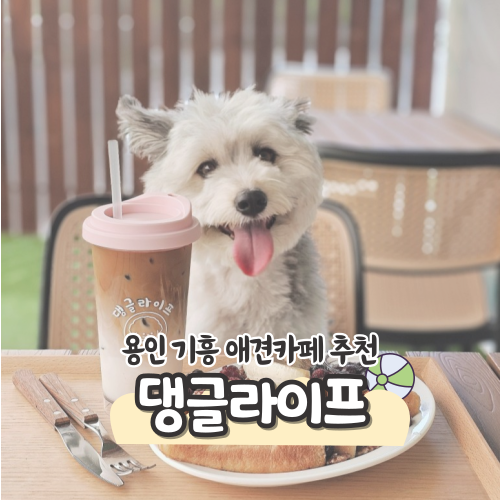 용인 애견카페 강아지운동장 실내공간 놀이터 넓은 댕글라이프