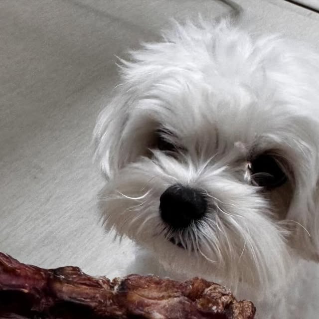 💕 on Instagram: "#광고
 수제간식 행복하게 희희멍멍
강아지 수제 간식 오리목뼈 보양식

오프라인 매장이 있는 쇼핑몰!!!
척수손질부터 꼼꼼하게 손질한다고해요~~ 
일부업체는 척수까지 손질을 안하지만  이곳 업체는 오리목뼈 가운데 원통에서 심으로 일일히 척수를 빼내어 오리목뼈 특유의 냄새가 나지 않게 제조 하여만든 다고 합니다!!
국내산 오리 목뼈 사용 했다고해요~ 
 수제 간식으로 주문 후 당일 생산 방식으로 진행되며 
 소현견부커  대형견까지 가능하다고하니 
강아지 키우시는분들 추천드려요 ㅎㅎ!!

@wunis__ 

 
구매링크

 http://smartstore.naver.com/heeheemungmung/products/10258474455 

#광고#행복하개희희멍멍#강아지수제간식#강아지오리목뼈#반려견수제간식#반려견간식#강아지수제간식추천#강아지수제간식쇼핑몰"