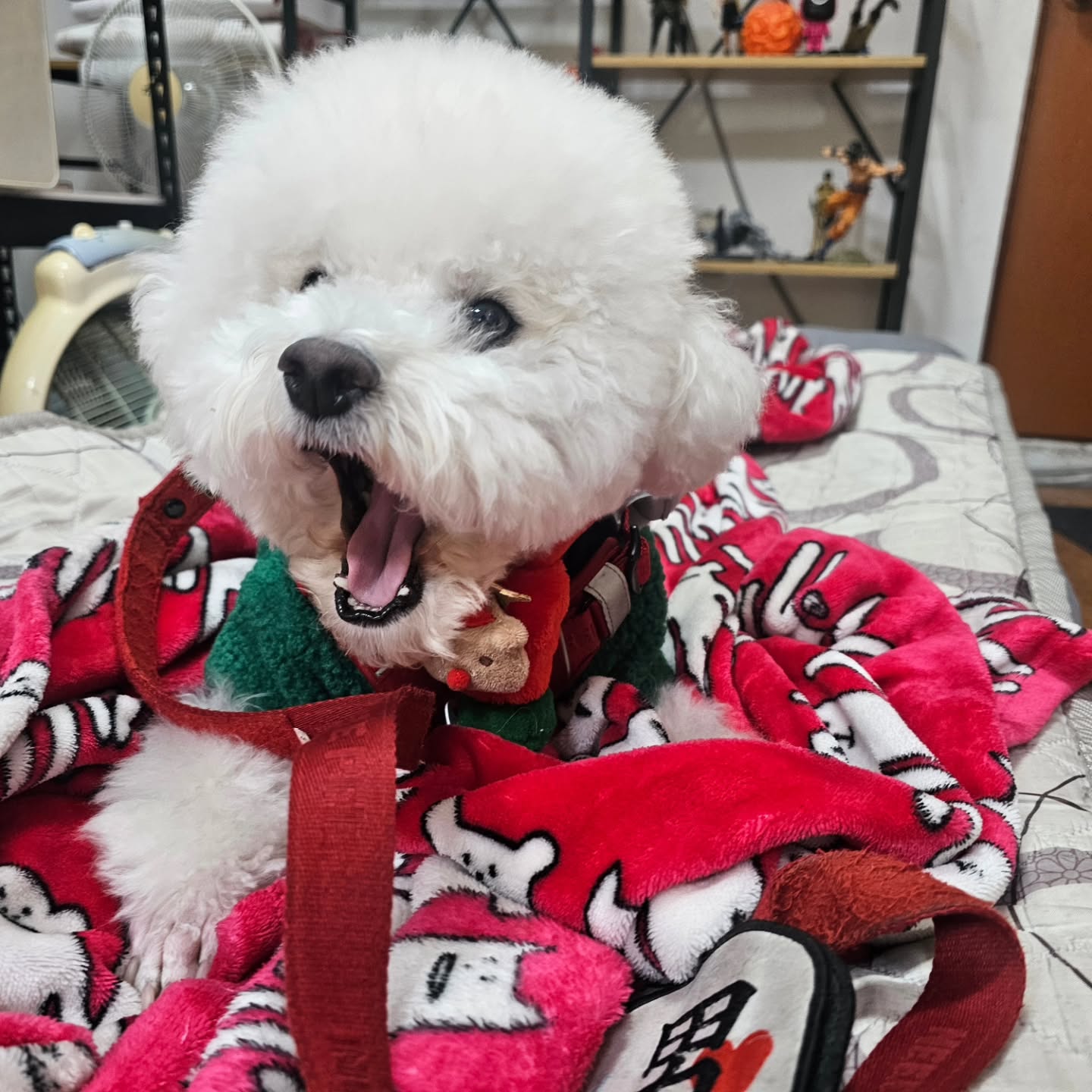 메리크리스마스🎄🐾

하암. 엄마는 출근하고
오늘는 아빠랑 놀아줘야하네🥲

친구들 산타할부지한테
선물 받아쏘? 🎅

착한일 마니마니했으니까
디따 큰 선물 받았게찌🎁

모두 행복한 크리스마스 보내쟈🎆🎉🎄🎈✨️
.
.
.
.
.
#메리크리스마스 #나만일하네 #우씨