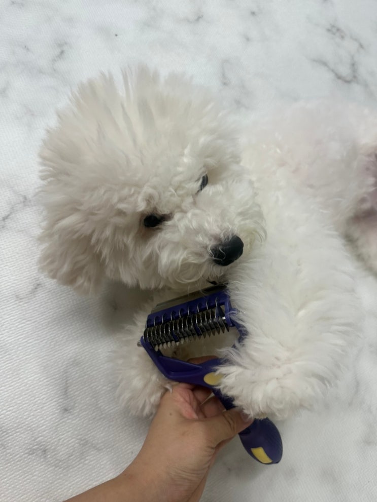 강아지 털청소기 강아지 빗 추천  "꽁냥꽁냥제이"
