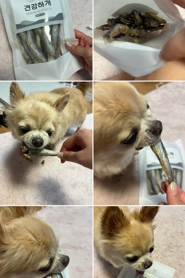 [견강하개] 강아지 동결건조 수제간식 열빙어 강아지 수제간식 열빙어 후기 강아지 수제간식 강아지 간식 강아지 열빙어 견강하개