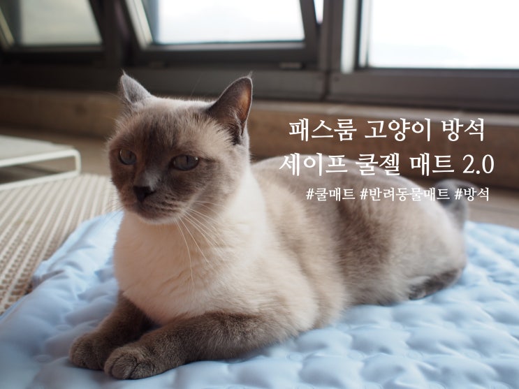 패스룸 고양이 쿨매트 방석 추천 세이프 쿨젤 매트 강아지 더위 방지 쿨시트