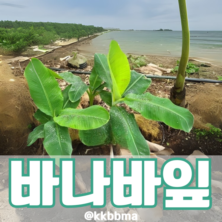 바나바잎 효능 3가지 영양제 오당 혈당 케어컷 될까?