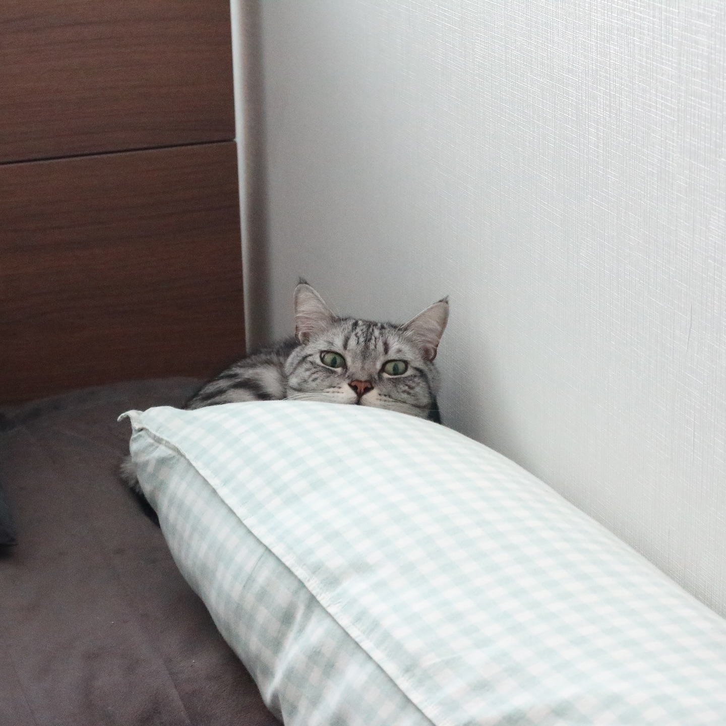 째려보는 거 봐...
#무서운고양이 #숨어있는고양이