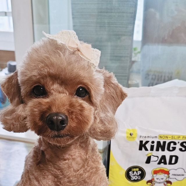 푸들 순희 🐩 on Instagram: "#광고

나는 킹스패드 쓴다개🐶

순희는 놀다가 한번에 팡! 싸는 스타일이라
흡수력 좋은 배변패드들을 사용하는데 이번에 엄청난 제품을 발견했어요! 

✅️ 고함량SAP 대비 가장 가성비가 높아 흡수율이 정말 좋아요!

싸자마자 흡수되는거 보고있음 신기방기ㅎㅎ

흡수율뿐만 아니라 s사이즈부터 XL사이즈까지 있어서
소형견부터 대형견까지 사용하기 좋아 추천합니다! 🥰

▶️ 킹스패드 네이버 스마트스토어에서 첫구매고객, 알림받기, 이달의 베스트 리뷰어 포인트 지급 등 프로모션을 진행하고있으니 다양한 혜택받고 가성비갑 배변패드 사용해보세요👍

#킹스패드#배변패드#강아지배변패드#배변패드추천#대형배변패드#강아지패드#킹스배변패드#애견배변패드#강아지패드추천#강아지"