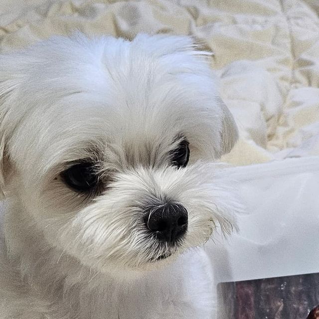 멈머 | 우당탕탕 말티즈 일상 on Instagram: "#광고 즐거운 명절이지만 오랜 이동시간과 낯선 공간으로 스트레스 받는 댕댕이들을 위한 간식 소개해드릴게요 🙌🏻 🌟 풍부한 칼슘 - 뼈, 관절