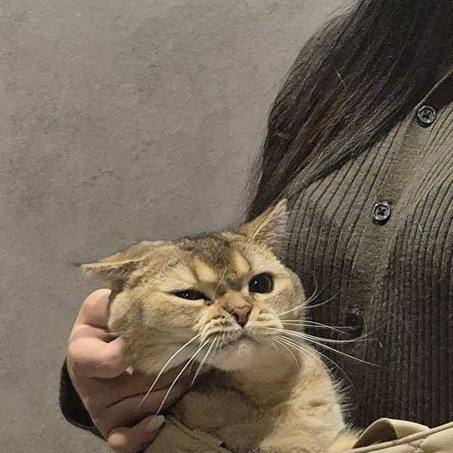 콩떡이와 꼬물이 / 집사가 운영하는 고양이 계정 on Instagram: "켄넬형 이동장은 겁이 많아서 무서워해서 차에서는 슬링백을 써요!

받침판이 단단해서 4kg 콩떡이도 쳐짐 없고,
사이드 개방 가능해서 교감하기 좋은 💛

🎁 @lovely_j_store

#광고 #꽁냥꽁냥제이 #강아지이동가방 #강아지슬링백 #고양이캐리어 #고양이이동장 #강아지기내용가방 #고양이켄넬"