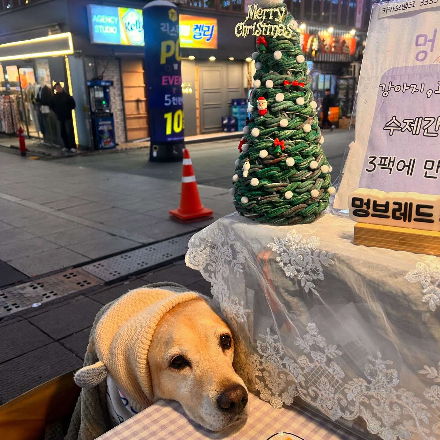 아! 너무 귀여워서 강아지 없는데도 
마구 사고 싶네 ㅋㅋㅋ 
완전 얌전히 잘 지키네 대박 ㅋㅋ