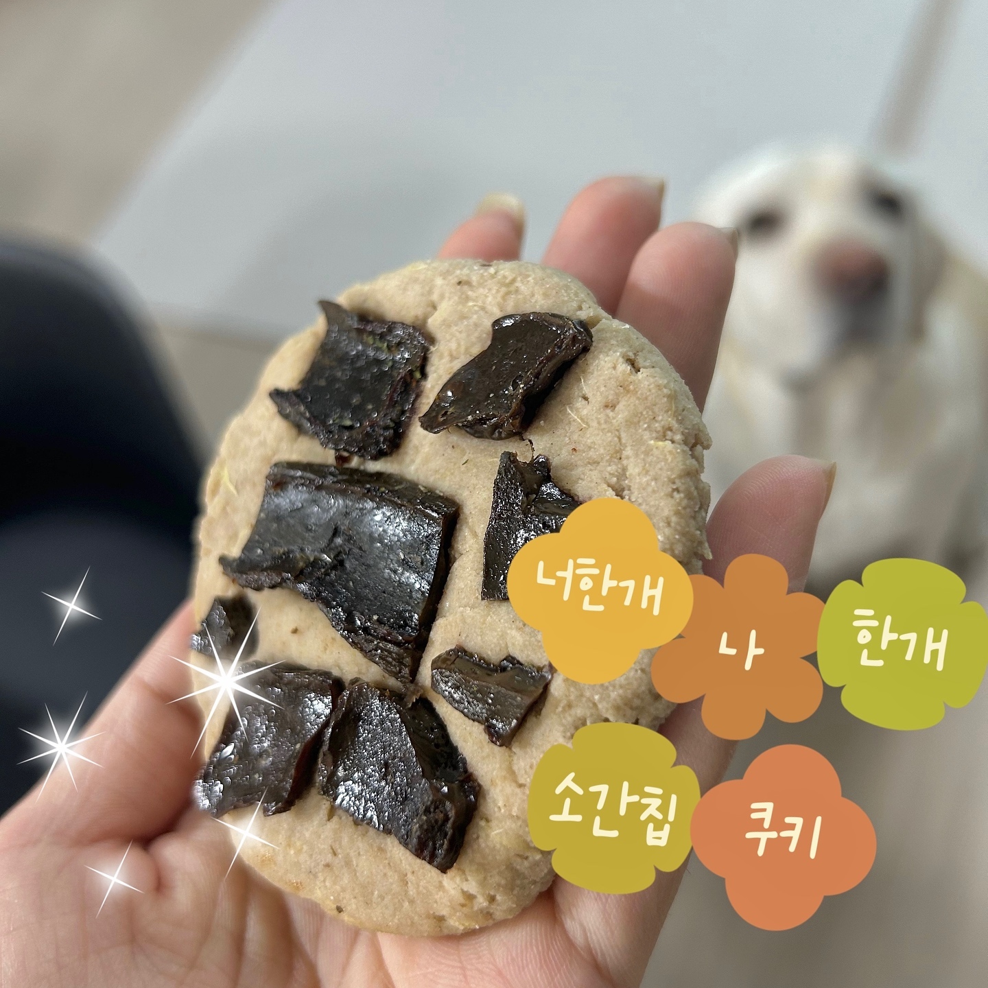 #협찬 #강아지수제간식
친구들아 내가 짱 맛있는 수제간식 가져와바또🙌

바로 너한개나한개 소간칩쿠키로 먹음직스러운 강아지쿠키라구💛

주문제작되는 핸드메이드간식으로 신선하게 먹을 수 있고, 무방부제/무색소/무첨가제/휴먼그레이드 등급 간식이라 안심하고 먹을 수 있어😍

콕콕 박힌 쫄깃한 소간칩과 오트밀분말&고구마&락토프리우유&계란&코코넛오일&캐롭파우더로 만든 쿠키반죽이 완전 먹음직스럽지!❤️

이제 주인들이 맛난 쿠키 먹을때 우리도 우리만의 건강 쿠키를 먹을 수 있오😆🧡

영양도 가득하지만 소간/고구마 등의 재료가 들어가 기호성도 매우매우 좋아서 아이들이 너무 좋아한다는거😊🩷

게다가 쿠키가 딱딱하지않고 빵처럼 부드럽고 촉촉한데다가 소간칩도 쫄깃해서 노령견/이가안좋은견도 무리없이 먹을 수 있지⭐️

크림이는 너무 좋아해서 쿠키 큰거 하나를 10초만에 뚝딱! 침설거지도 뚝딱한다구😅✨

칭구들아 크림이랑 맛나고 먹음직스러운 건강간식 같이 먹자👍
특별한 날 특히 쵝오🫶

————————————
uninos_pets_life 

#강아지간식 #강아지간식추천 #애견간식 #펫푸드 #강아지수제간식 #강아지과자 #강아지쿠키 #수제간식 #반려견간식 #반려견수제간식 #애견수제간식 #유니노스 #멍팔 #맞팔 #멍팔맞팔