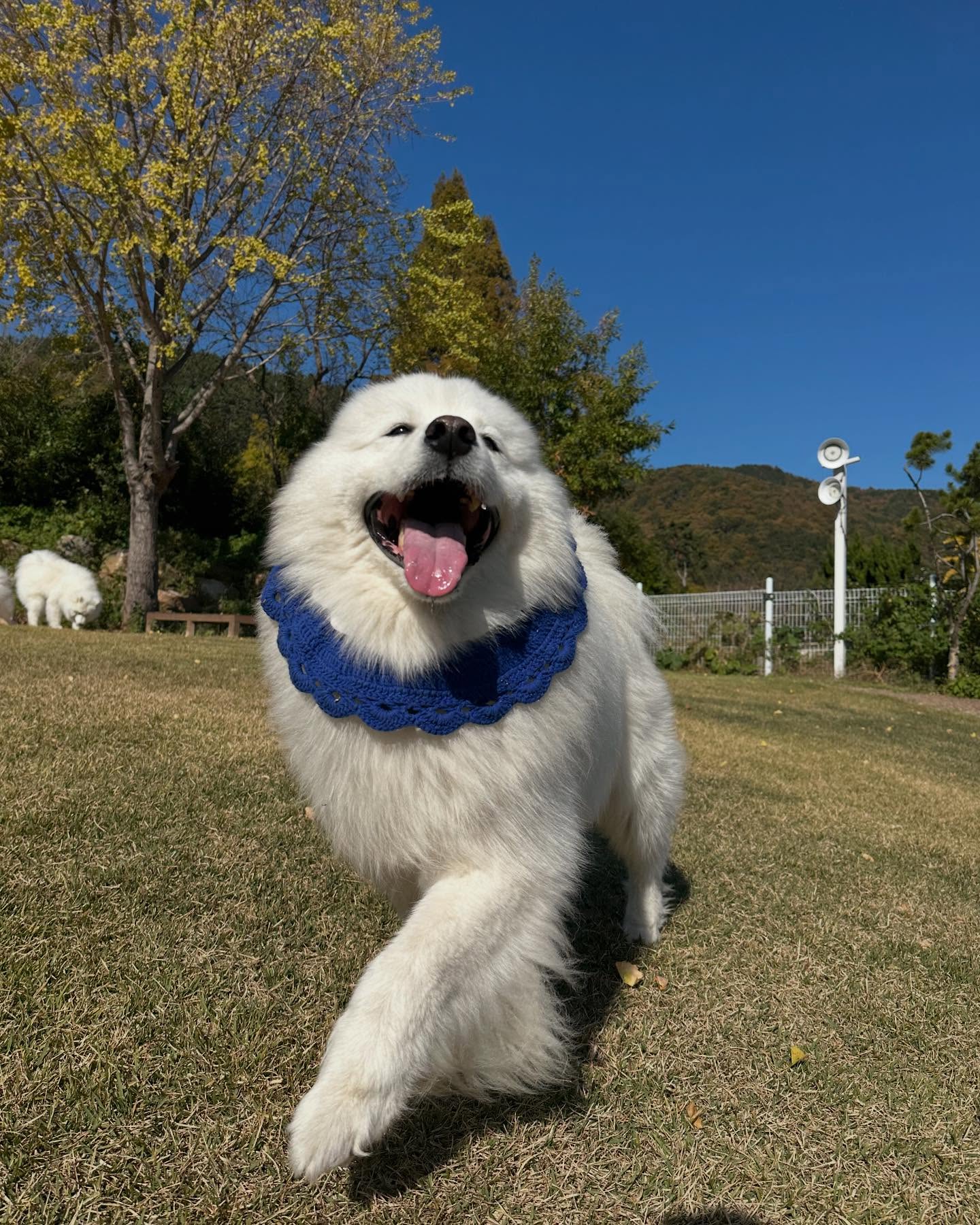 #김가네루이🐶 #사모예드루이 #20241122
세상 신난 루이삐
멍또와에서 티슉이 생파하고 헤어졌다가
저녁에 풍이랑 고미랑 또 산책하기!!