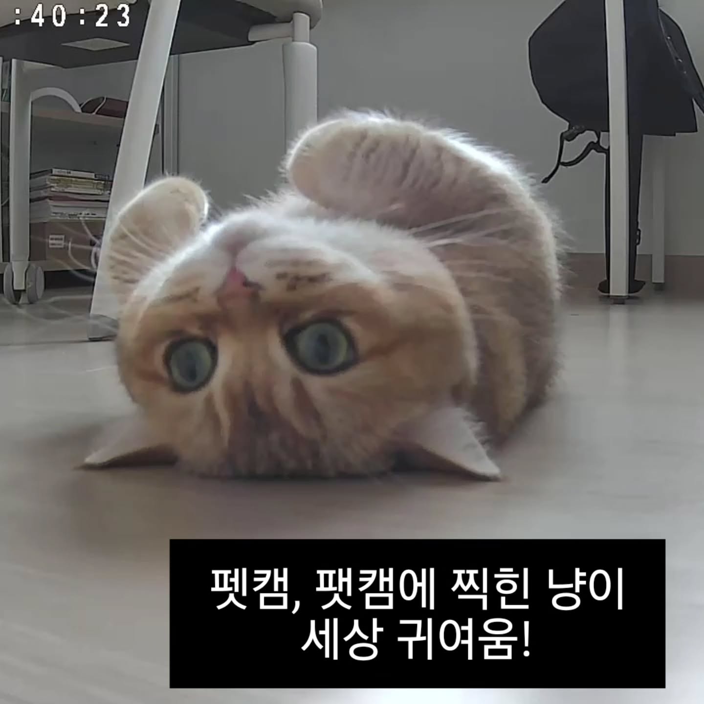 눈이 흘러내릴라~이렇게 카메라 보고 있기, 없기??
#펫캠 #팻캠
