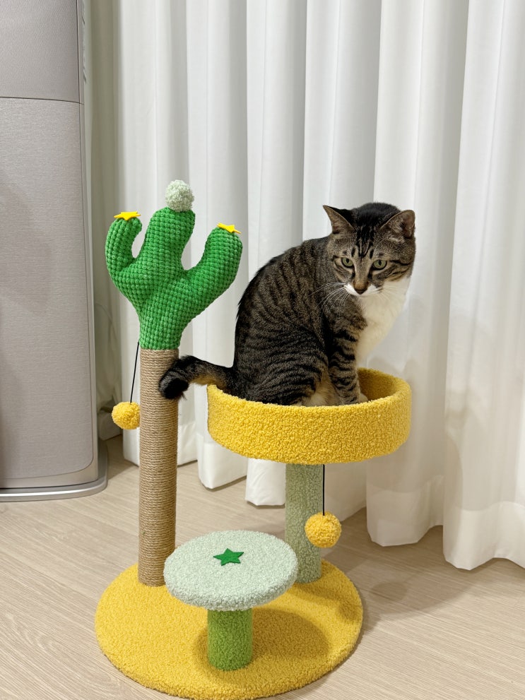 스크래쳐 장난감 다 있는 꽁냥꽁냥제이 고양이 캣타워