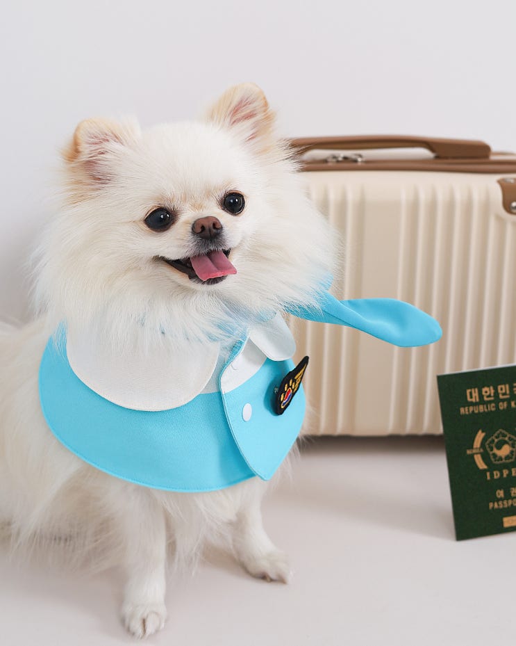 경주 반려동물 스튜디오 온 스튜디오 촬영 후기