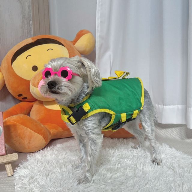 몰리 on Instagram: "#협찬 #제품제공

나. 빠지 갈 준비 완땅이요.🫡💚

귀여운 댕댕룡의 강아지 구명조끼는
밸크로로 부착 가능한 턱받이도 있고
리드줄을 연결할 수 있어
물에서도 잘 잡아줄 수가 있었어요-!

귀여운 공룡 모양의 구명조끼라니🦖

공룡모양 손잡이가 진짜 귀엽다구요😉💛

이렇게 귀여운 구명조끼가 탐나신다면?💓
👉 네이버에 댕댕룡 강아지 구명조끼를 검색해주세요😎

#광고#강아지구명조끼#강아지수영복#댕댕룡"