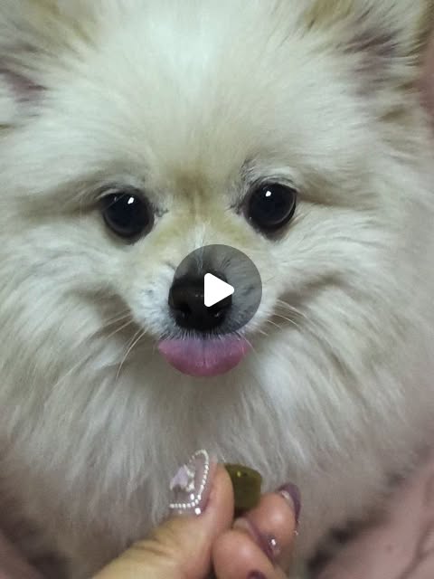 김예진 on Instagram: "#광고 "다녀올게" 이 말이 제일 미안한 사람 🙋‍♀️ 출근을 해서 홈캠을 켰을 때, 혼자 현관문을 바라보는 모습을 보면 미안하더라고요. 그래서 요즘 챙겨주는 #릴렉스