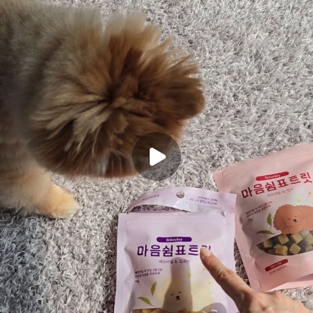 🅜🅞🅜 de 포메라니안 '봉봉이' on Instagram: "#광고
저희 봉봉이는 제가 외출만 하려고 하면 문턱에서 세상 처량한 표정으로 저를 쳐다보는데, 있을때는 그렇게 튕기고 뽀뽀도 안해주면서 나가려고 하면 꼭 그렇게 미안함 맘 생기게 한답니다. 

<릴렉스펫 마음쉼표트릿> 캐모마일, 그리고 레몬밤 성분이 들어있어서 강아지 심신안정에 도움을 주고유기농 허브 간식이라 안심하고 급여할 수 있어요. 

저는 평소 정체가 모호한 간식은 봉봉이에게 잘 주지도 않을뿐더러, 식품 원물의 맛을 잘 아는 봉봉이도 아무 간식이나 잘 안 먹거든요. 

근제 마음쉼표트릿은 원물의 맛이 많이 나는지 정말 맛있게 잘 먹네요;)

평소 불안함이 좀 있거나 집에 혼자 5시간 이상 있는 강아지라면 릴렉스펫 추천해볼게요.

#릴렉스펫#강아지간식#강아지분리불안#강아지스트레스강아지심신안정강아지건강템강아지트릿"