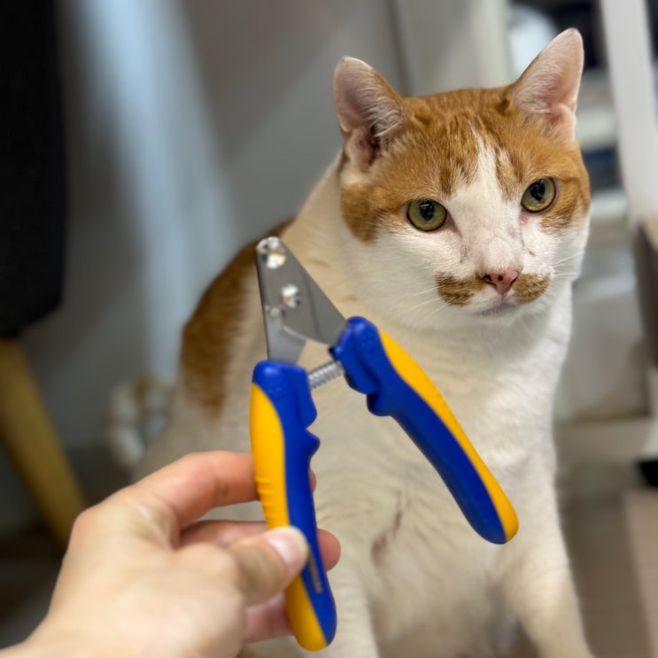 페스룸 고양이 발톱깎기 세이프쉴드 스마트 네일클리퍼 캣츠