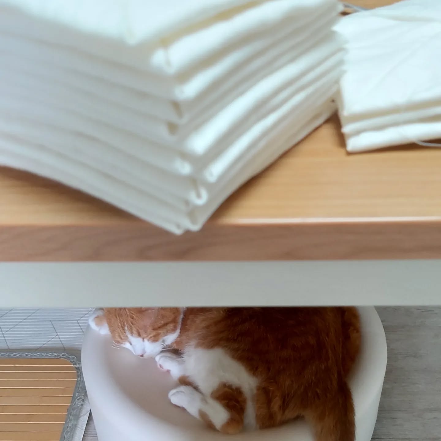 꼼지락 바느질 중
테이블 아래 귀여운 분
사랑합니다
#diy #sewing #handmade #handcraft #quilt #sew #핸드메이드 #고양이 #치즈고양이 #쿨쿨 #퀼트 #딱지 #성당창문 #성당창문퀼트 #나비 #사랑해