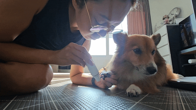 강아지발톱깎이 꽁냥꽁냥제이 실사용후기