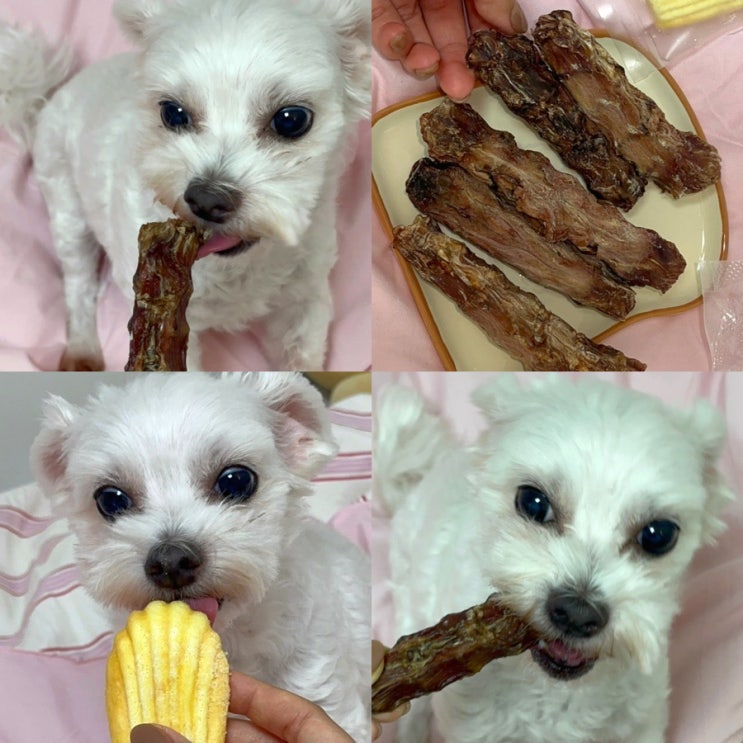 맛있는 강아지 수제간식 추천! <행복하개 희희멍멍> 영양간식국내산 오리목뼈 만족한 후기