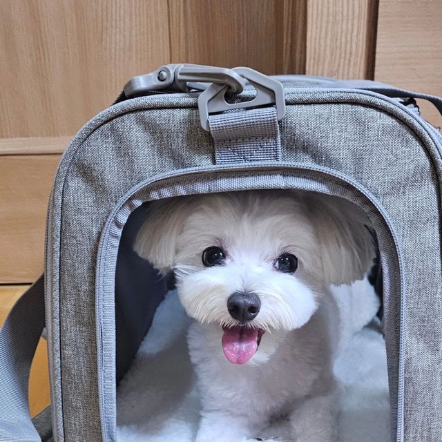 말티즈 봄이 on Instagram: "#광고 봄이의 새로운가방🩷
가방이 좋은지 나올 생각을 안하네 🐶

#광고#강아지 기내용 가방#고양이 기내용 가방#강아지 이동 가방#고양이 이동 가방#강아지 이동장#고양이 이동장#강아지 캐리어#고양이 캐리어#강아지 켄넬#고양이 켄넬#꽁냥꽁냥제이 강아지 기내용 가방#강아지 기내용 가방 추천"