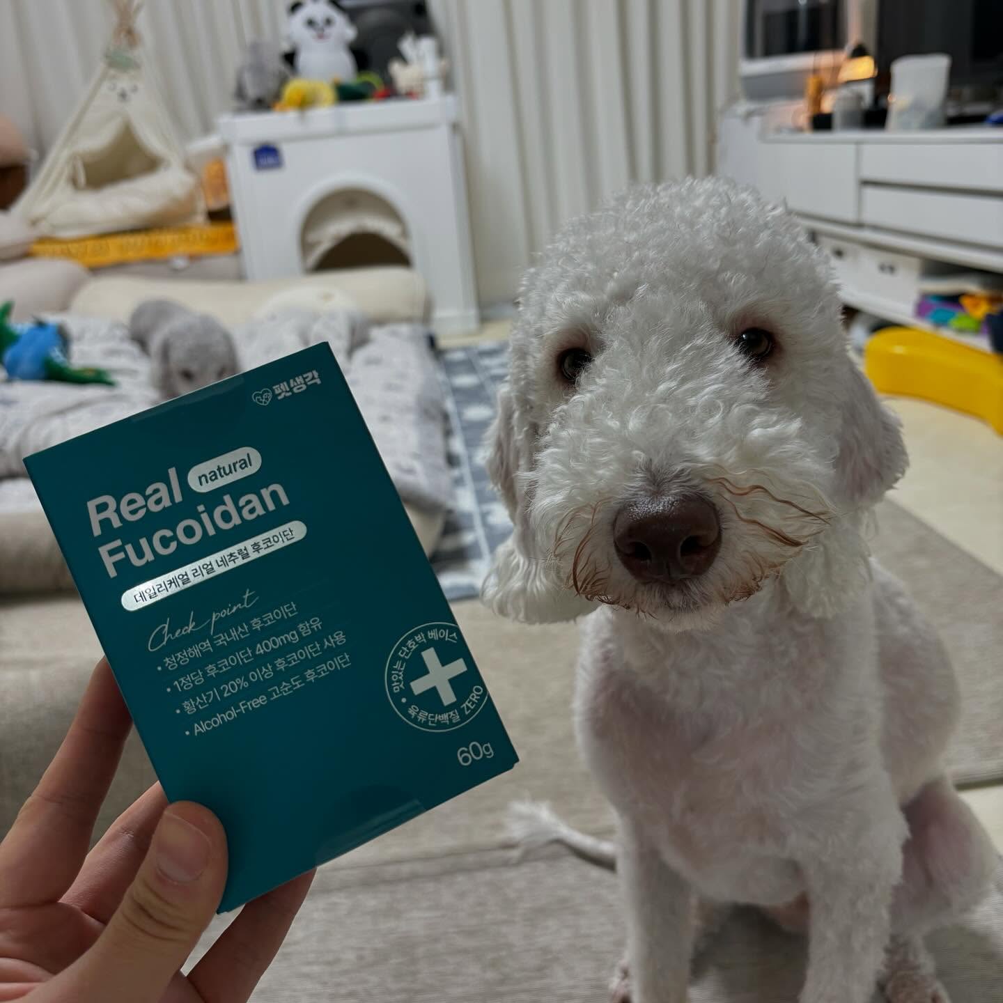 💚펫생각 데일리케얼 리얼 후코이단💚

�우리 댕댕이들이 아프지말고 건강하게 
오래 함께 할수 있도록 건강을 쉽게 챙겨줄수 있게 
�맛있는 츄어블 타입으로 나왔다구! 🫶

💚데일리케얼 리얼 후코이단💚은 
✔️항암&항바이러스에 도움 
✔️항염&항알레르기 에 도움 
✔️혈행개선 도움 
✔️간기능 향상에 도움 
✔️혈당 상승억제 도움 
✔️항산화 건강 도움 
✔️면역 증진에 도움

✨청정해역 100% 국내산 미역귀 추출
✨1정 후코이단 400mg 국내 최고함량
✨20%이상의 높은 황산기 함량으로 생리활성 기능👍
✨육류단백질 ZERO로 저알러지, 저칼로리
✨소화가 편한 채소베이스

마싯는 트릿 하나로 건강챙겨보쟈 💚🐶