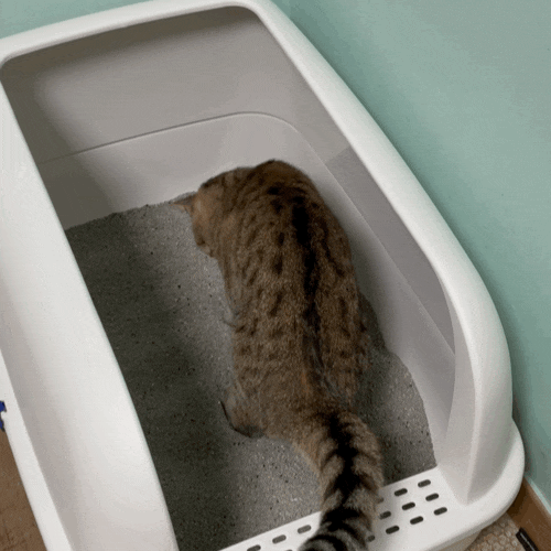 고양이 화장실 모래 | 페스룸 와이드커브화장실 / 더스트프리 벤토나이트