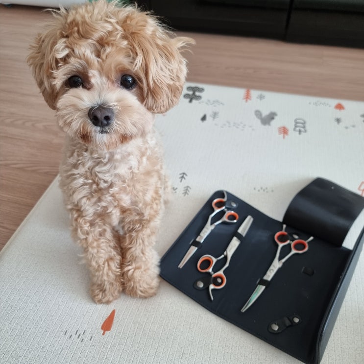 애견미용가위 세트 강아지 고양이 커브가위 전문가용 셀프미용