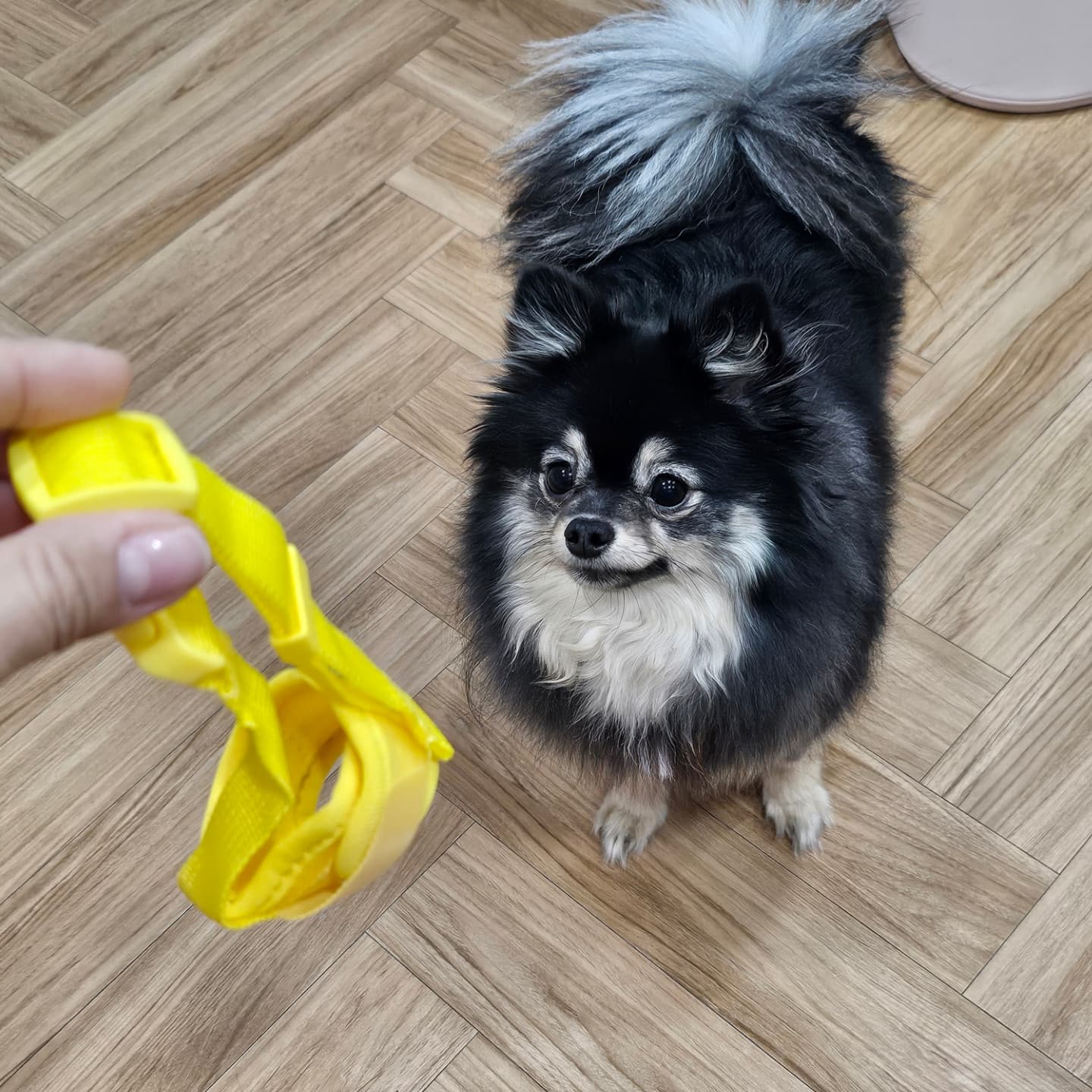 #협찬 
빗질, 발톱깍기 너므너므 싫어하는 토리🐶
평상시 순둥그자체인데 빗질할땐 악마견임 🥲
미용할때마다 전쟁이 따로 없어요 ㅠㅅㅠ
외부소리 짓음도 있어서 #강아지입마개 
오리디자인 구입해서 써봤는데, 너무 쉽게 벗어버려서 
완전무쓸모! 주 목적인 짖음방지도 전~혀 안되서
고정용 끈까지 달아봤는데 씌우면 1초만에 벗음ㅠ
⠀ 
⠀ 
그래서 써 본 #이게묘개 #반려견입마개
소형견인 토리는 xs싸쥬 딱 맞고!
 사이즈 조절 버클 잘 맞춰주고 
2중벨크로 부분도 조절해주면 안 벗겨지는게 굿굿 👍🏻
(xl까지 있으니 대형견도 OK!)
쿠션감에 통풍 잘 되는 소재라 얼굴에 닿는 부분도 부드러워서 안심되고 코입 오픈되있어서 물OK 노즈워킹OK
⠀ 
⠀ 
아직 적응중이라 씌어두면 풀이 죽지만 ;; 
불편함은 없는지 벗으려고 들지 않아서 다행이다!
(조금 외면하려는 모습을 보이기는 하지만 피하지는 않음ㅋ)
워낙 겁 많은 아이라 평소 산책도 무서워해서 
의기소침해진 지금은 무리같아 더 적응 후 도전!!
(그리구 고장난 엘베 수리가 계속 미뤄져서 
탑층 사는 임산부는 못 나가고 집에 감금생활중 🫠) 
⠀ 
⠀ 
일단 지금은 셀프 미용할 때 너~무 편하게 잘 쓰고 있다!
빗질,발톱,발바닥털 어르고 달래고 쉬어가면서 1시간씩 걸리던거 이젠 10-15분이면 깔끔하게 끝!!
산책시 이것저것 줏어먹는 아이들에게 넘 유용할 듯! 😀😀
⠀ 
⠀ 
#개입마개 #대형견입마개 #소형견입마개 #강아지마스크 #강아지용품 #산책용품 #산책훈련