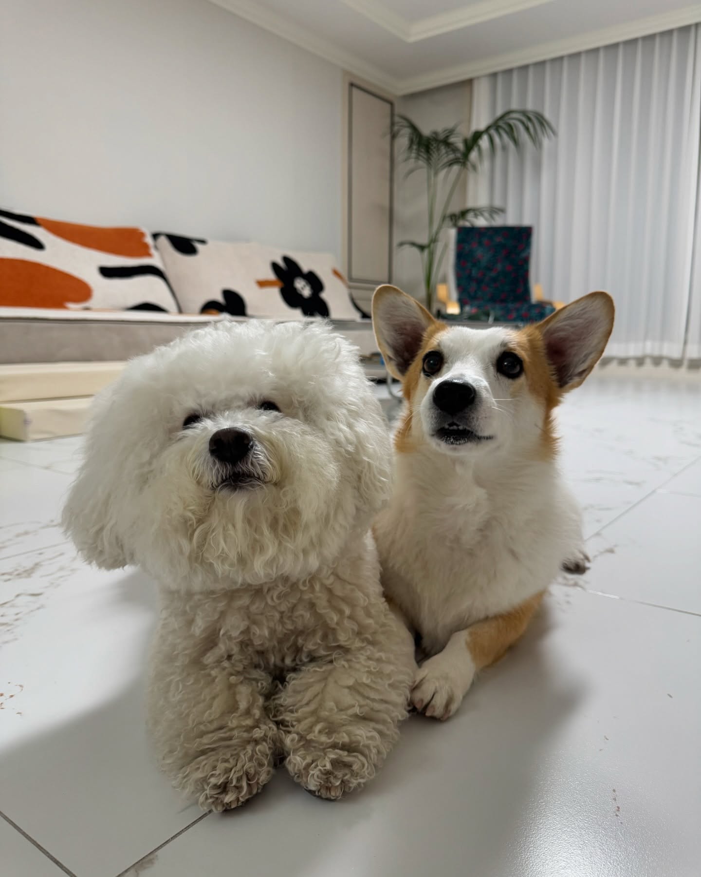 최근 고구마로 엎드려 배운 6세 가나지ㅋㅋㅋㅋ

김강자 장기: 손 앉아 엎드려 하이파이브(간식 없으면 안함)
김강순 장기: 앉아(2초) 엎드려