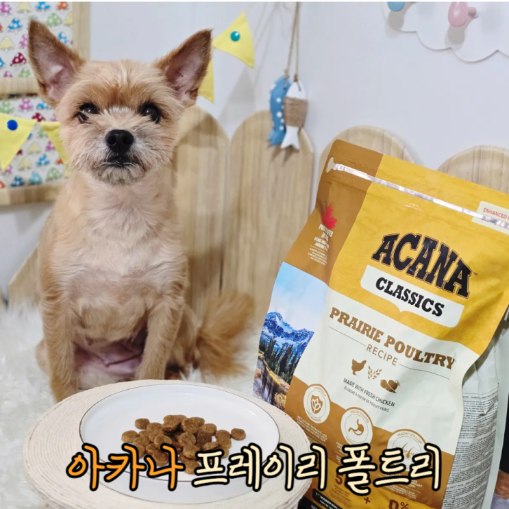 리콜없고 등급 높은 강아지사료 추천 아카나 프레이리 폴트리