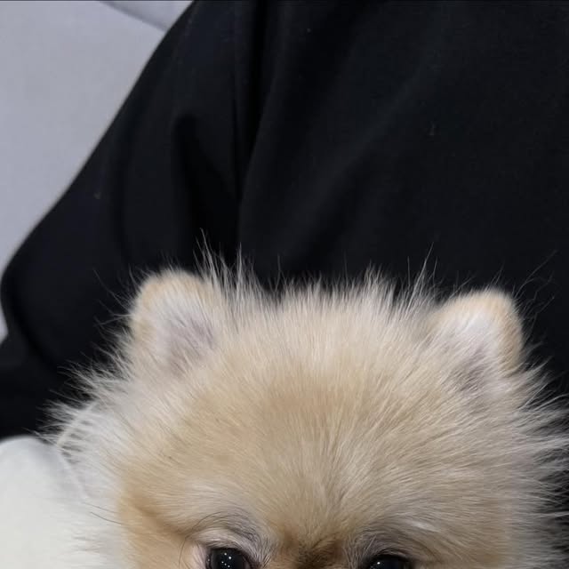 🍰 on Instagram: "[꽁냥꽁냥제이] 강아지 이동가방 슬링백 🐶

우리 강아지 외출할때 편하게 사용할 이동가방을 찾다가 선택했는데 기대 이상으로 만족스러워요!
슬링백 타입이라 어깨에 메면 강아지가 안정적으로 밀착돼서 이동할 때 훨씬 편하고, 아이도 불안해하지 않는 모습이었어요~

가방 내부 공간이 생각보다 넉넉해서 작은 소형견이나 고양이가 들어가도 답답해 보이지 않았고, 포대형 디자인이라 몸을 부드럽게 감싸줘서 안정감이 좋아요~! 소재도 탄탄하면서 가벼워 장시간 착용해도 부담이 적었습니다.

통풍이 잘 되는 구조라 답답한 느낌이 없고, 외출이나 병원 방문, 짧은 산책 때 활용하기 딱 좋아요. 디자인도 깔끔해서 데일리 가방처럼 들고 다니기에도 부담 없어요.

✔ 밀착감 좋은 슬링 구조
✔ 안정감 있는 포대형 디자인
✔ 가볍고 실용적인 외출용 가방

반려동물과 외출이 잦은 분들께 실용적인 이동가방으로 추천하고 싶어요 😊"