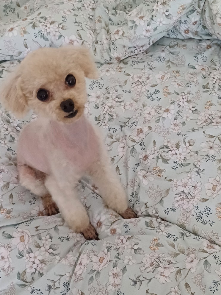 군산 체리쉬퍼피 / 군산 애견미용실 추천