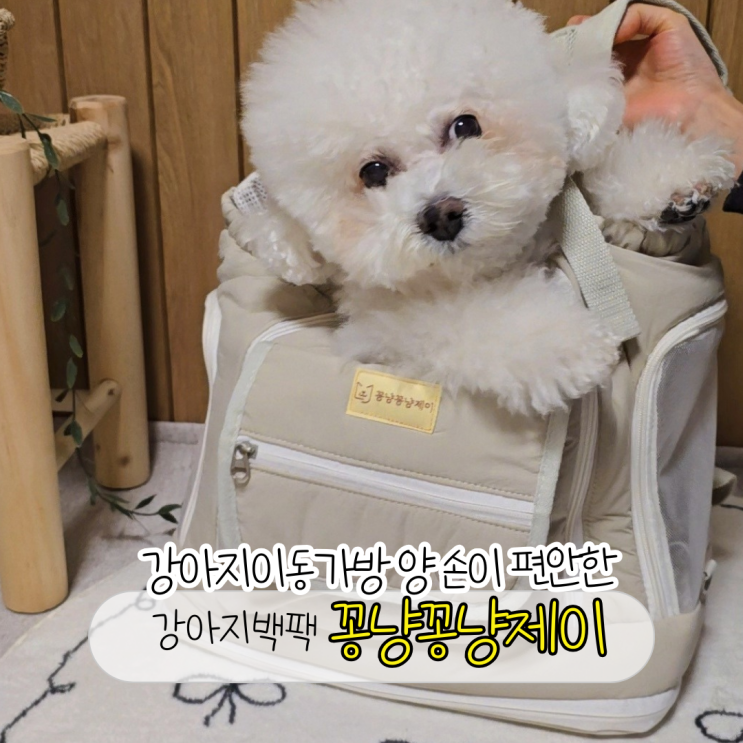 강아지 이동가방 갓성비 최고 꽁냥꽁냥제이 강아지백팩