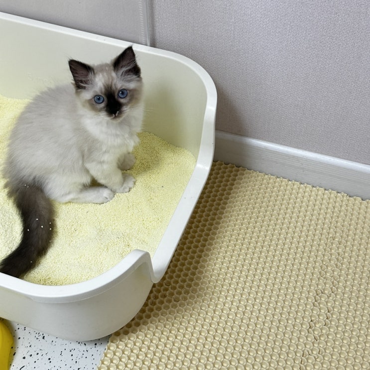 헨로포우 어디든지 확장되는 고양이 사막화방지매트 모래매트 사용해봤어요!