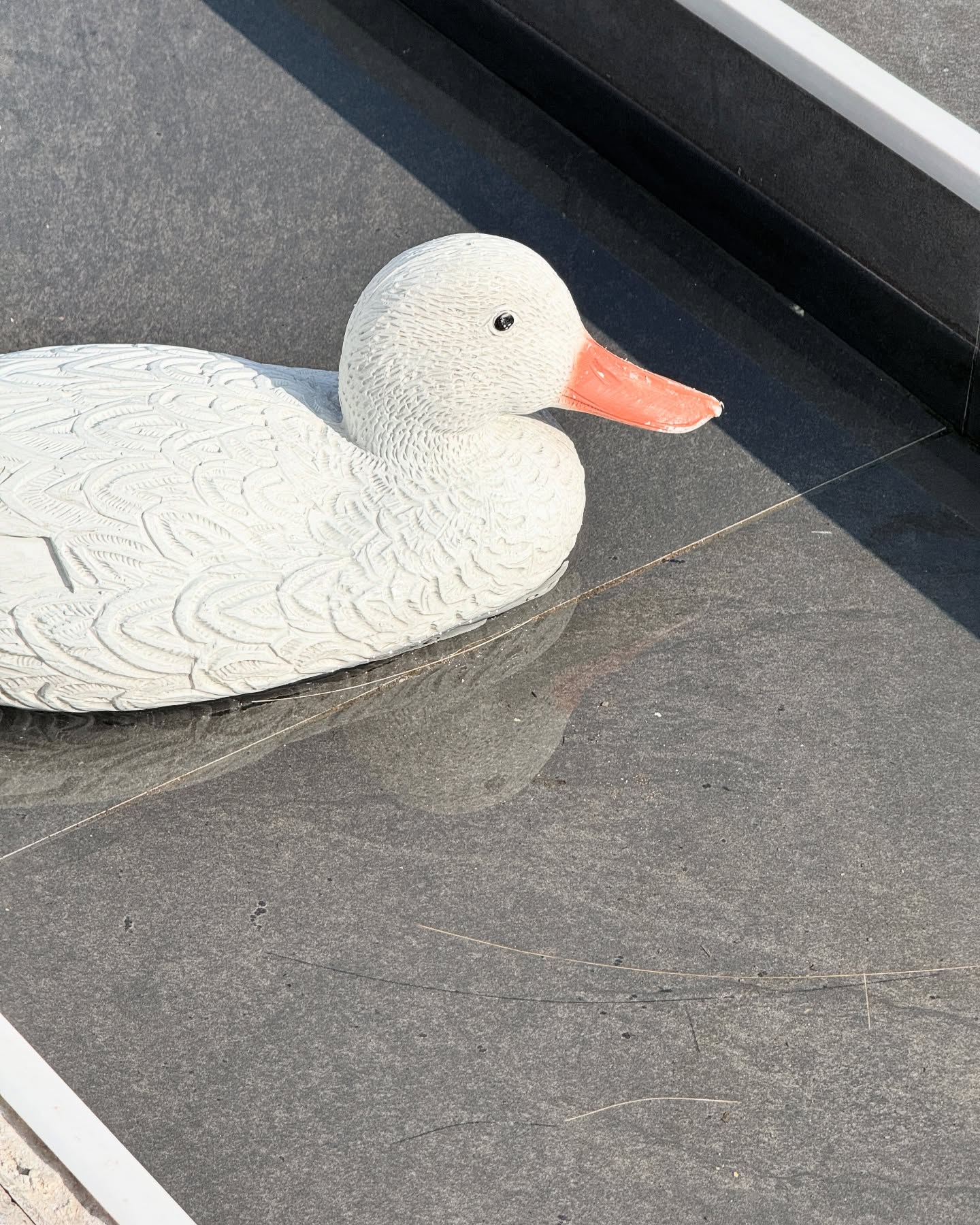 🦢